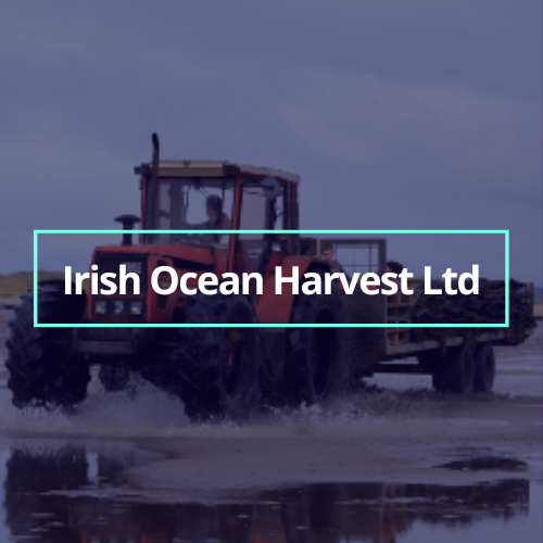 Advancing Sustainable Oyster Production Through Automation 